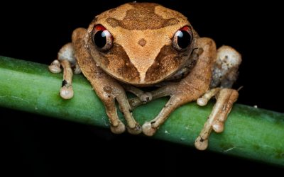 Costa Rica: Descoperită o nouă „broscuță de cafea”