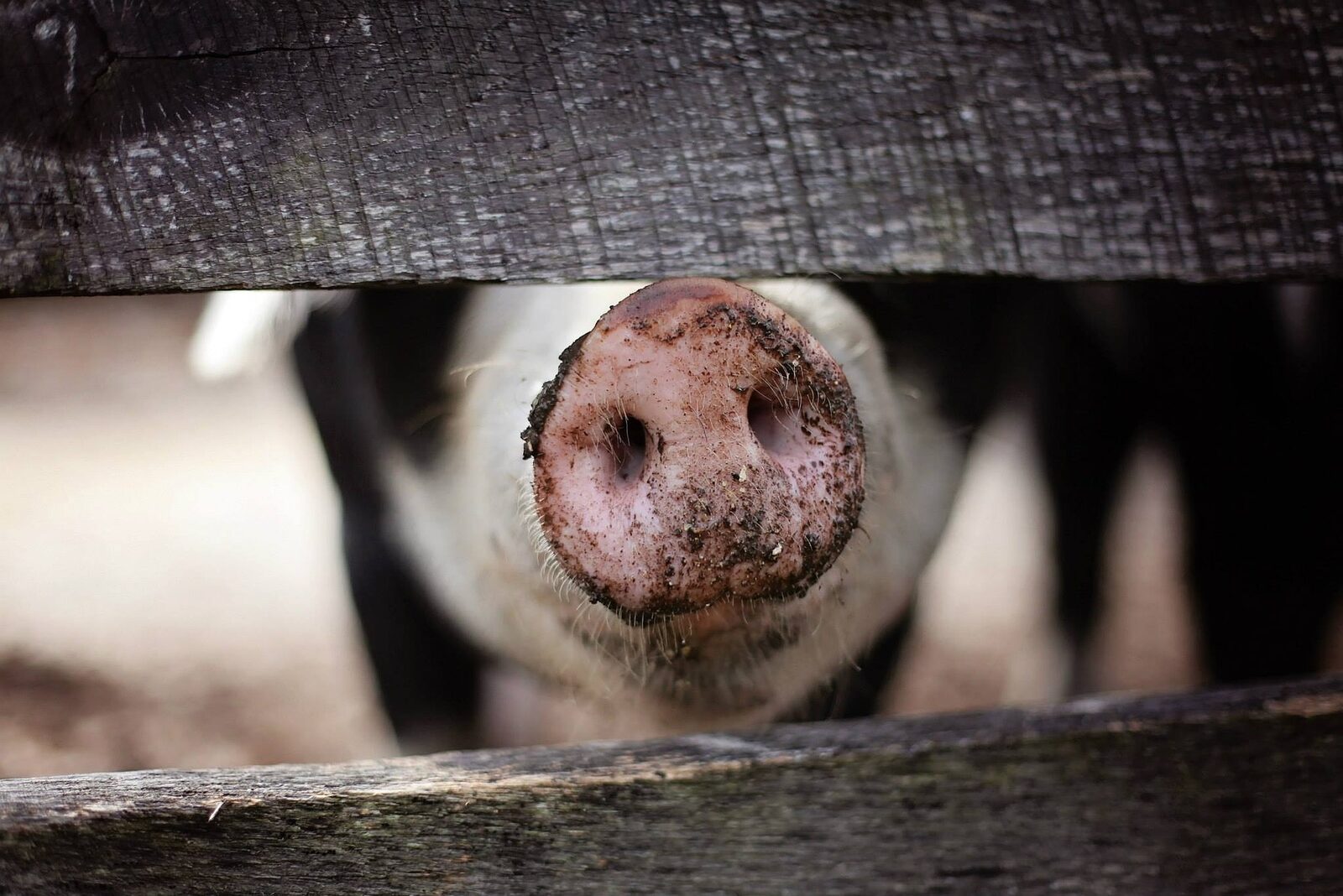 Evrei vânduți pe porci: Marea afacere a comuniștilor români