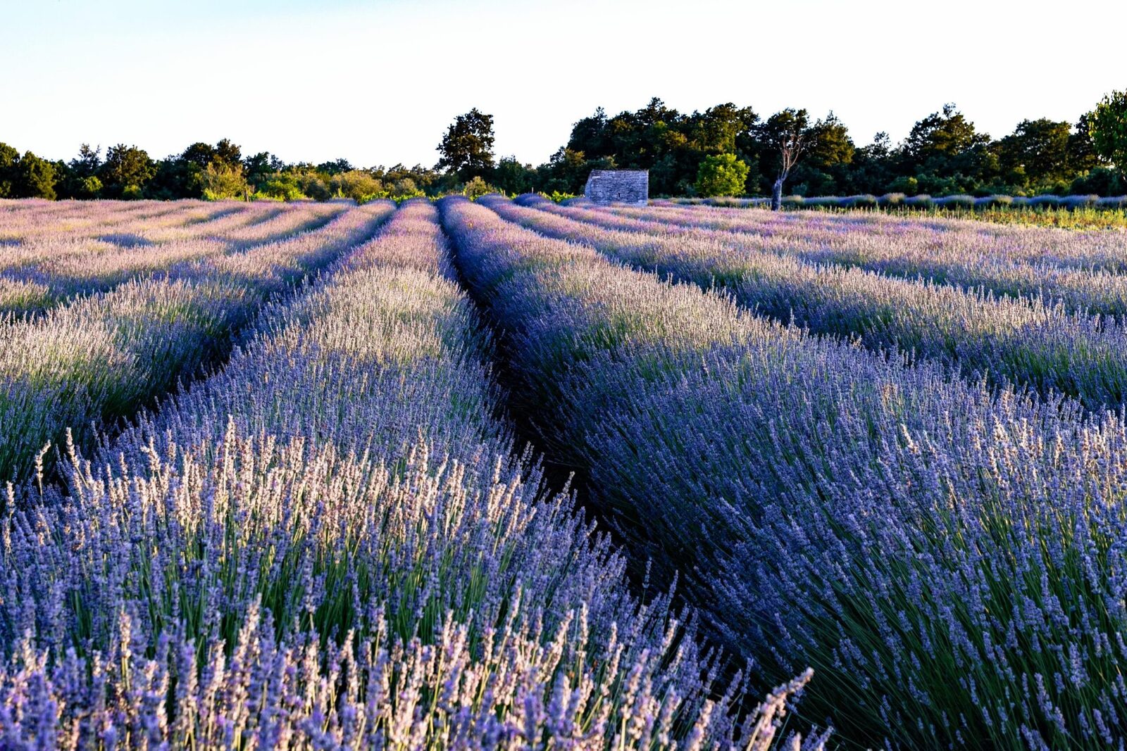 Fermieri și floricultori, statul dă 113 milioane euro
