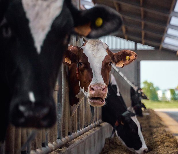 DN AGRAR cumpără Panorganic Vitavit pentru 750.000 de euro