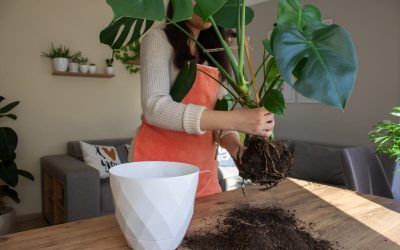 Planta-i sufocată: Semnele clare de ghiveci prea mic