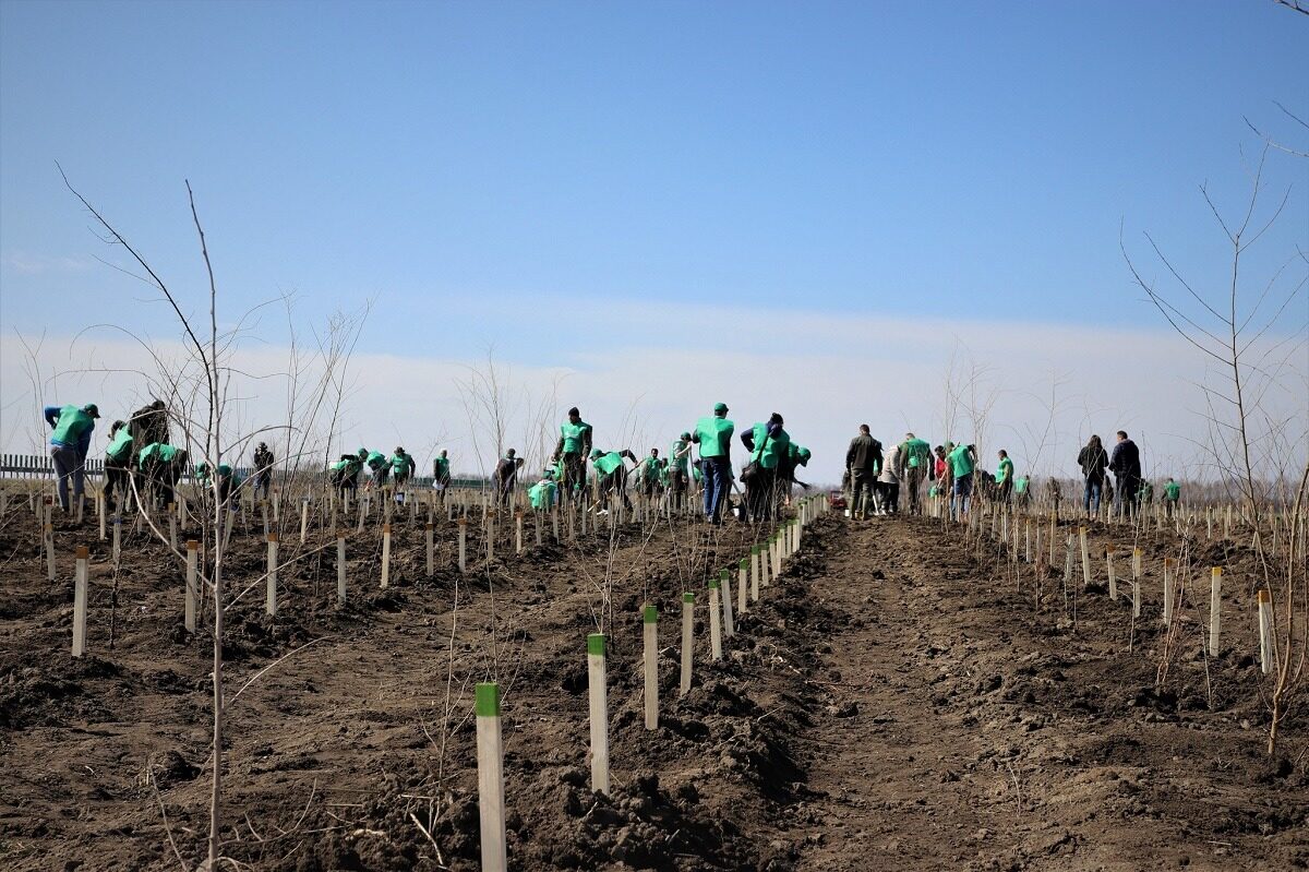 România: Păduri peste țintele PNRR. Peste 20.000 hectare noi
