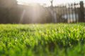 Gazon ars de caniculă? Soluții simple, fără replantare. Greșeli în august