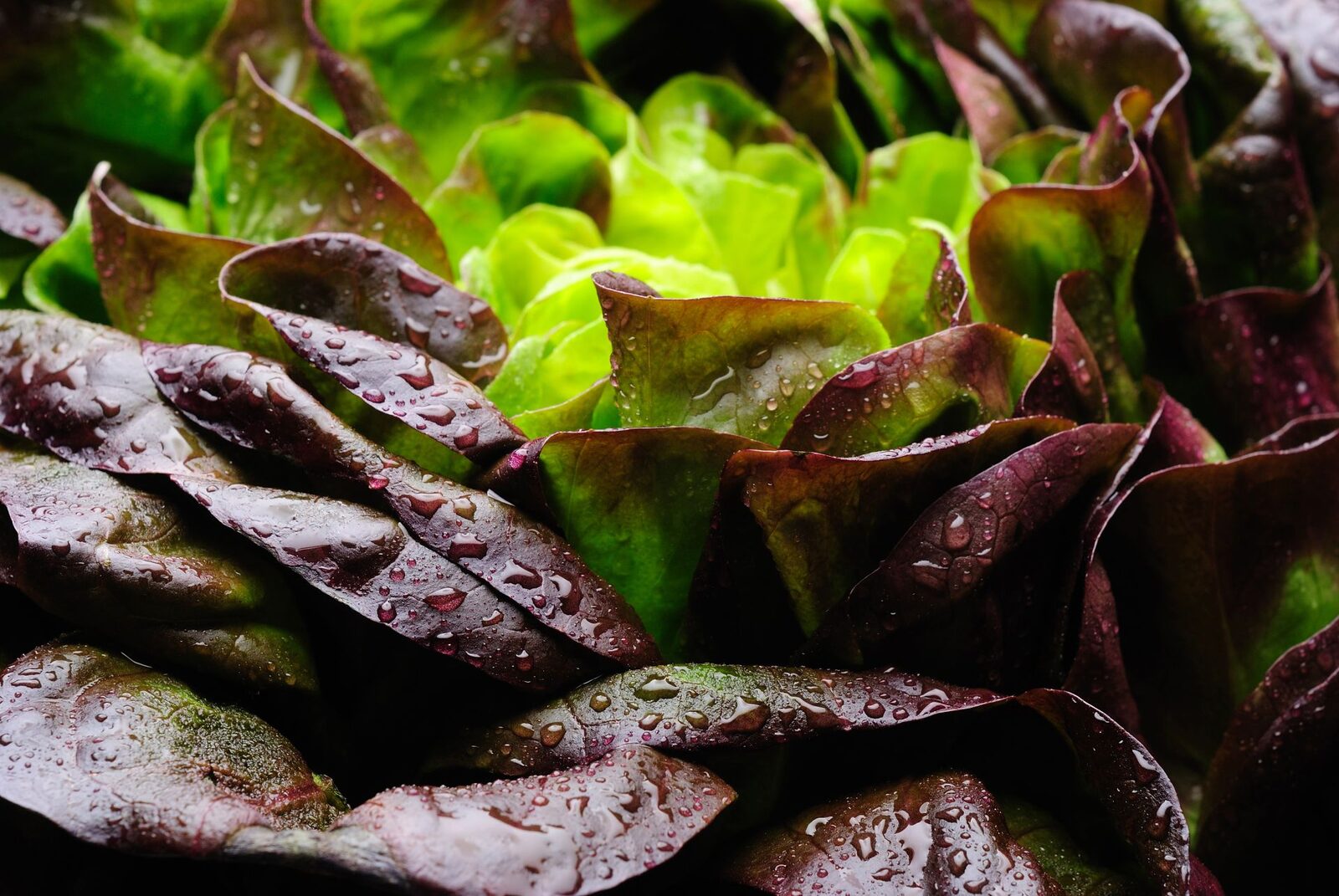 Proteina din carne, crescută în salată: O premieră mondială