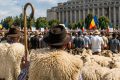 Variole la oi/capre: Noi focare și ascunzișuri în România/Bulgaria