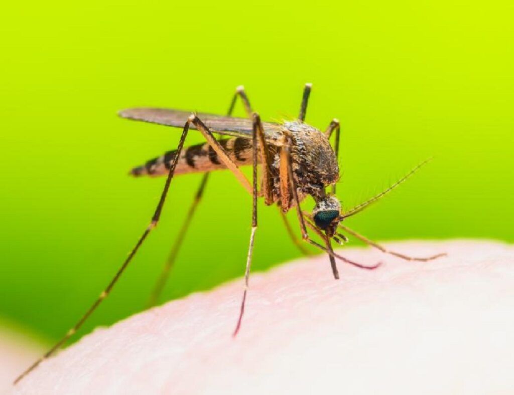 Virusul West Nile atacă Europa, România, vizată