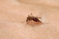 West Nile Europa: Peste 240 cazuri, Italia și Grecia lider. România cu șase