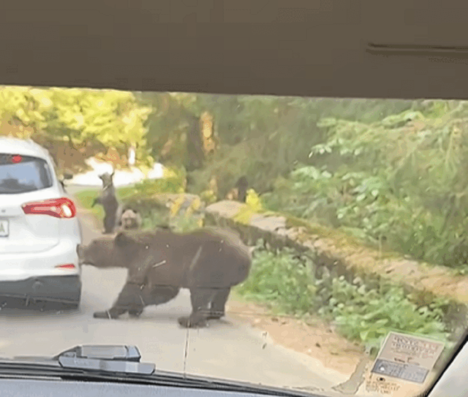 Ursoaică furioasă atacă mașină pe Transfăgărășan