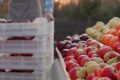 România, fructul-minune la 3,5 lei/kg, tot din import