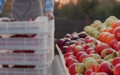 România, fructul-minune la 3,5 lei/kg, tot din import