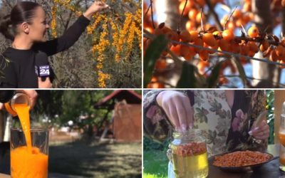 Cătina: Aurul portocaliu al românilor, miracol iernatic