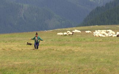 Carpații Risipește Pământul: Plantele de la șes cuceresc vârfurile
