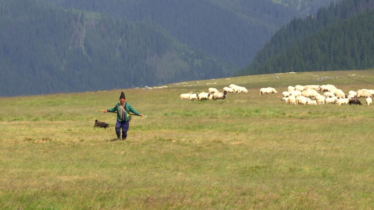 Carpații Risipește Pământul: Plantele de la șes cuceresc vârfurile