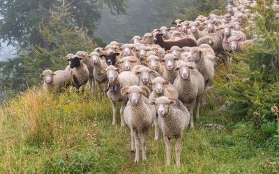 Buda: Exportul de ovine se deblochează în o lună, după vaccinări gratuite