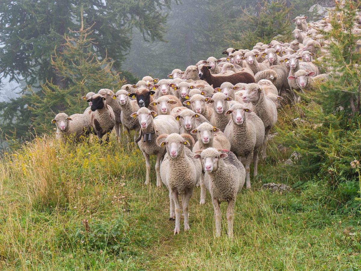 Buda: Exportul de ovine se deblochează în o lună, după vaccinări gratuite
