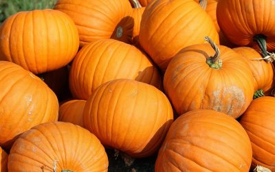 Kikinda: Dovleci giganți și români la festivalul „Dani Ludaje”