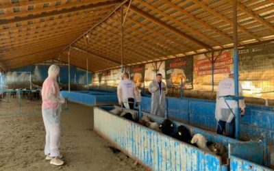 Oierii în Piața Victoriei: Guvernul refuză, exporturile de ovine blocate