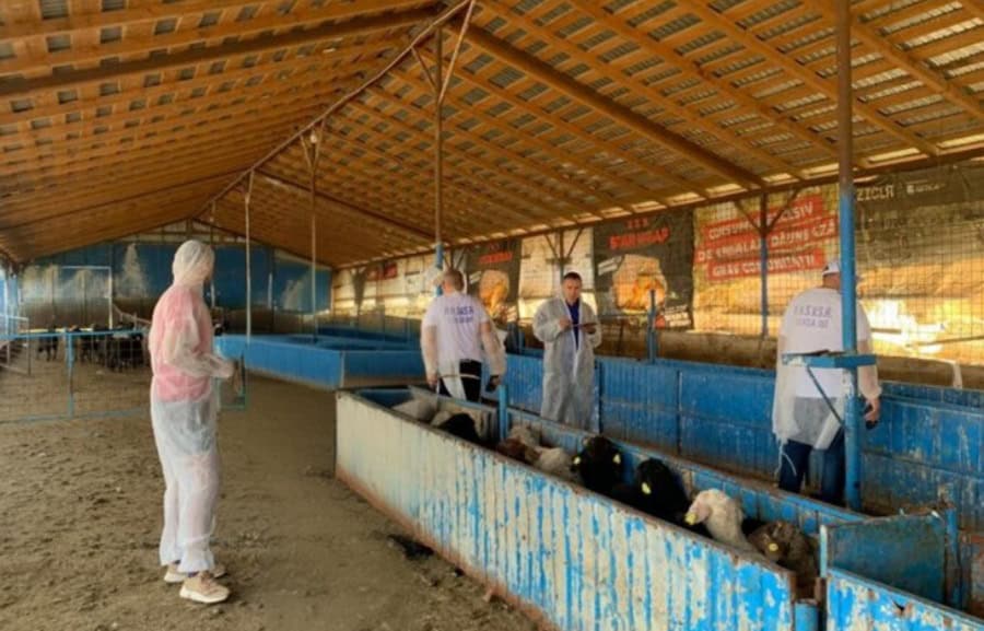 Oierii în Piața Victoriei: Guvernul refuză, exporturile de ovine blocate