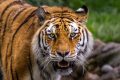 Tragedie în Marea Britanie: Bărbat sfâșiat de tigru la zoo