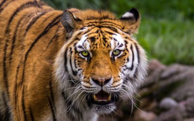 Tragedie în Marea Britanie: Bărbat sfâșiat de tigru la zoo