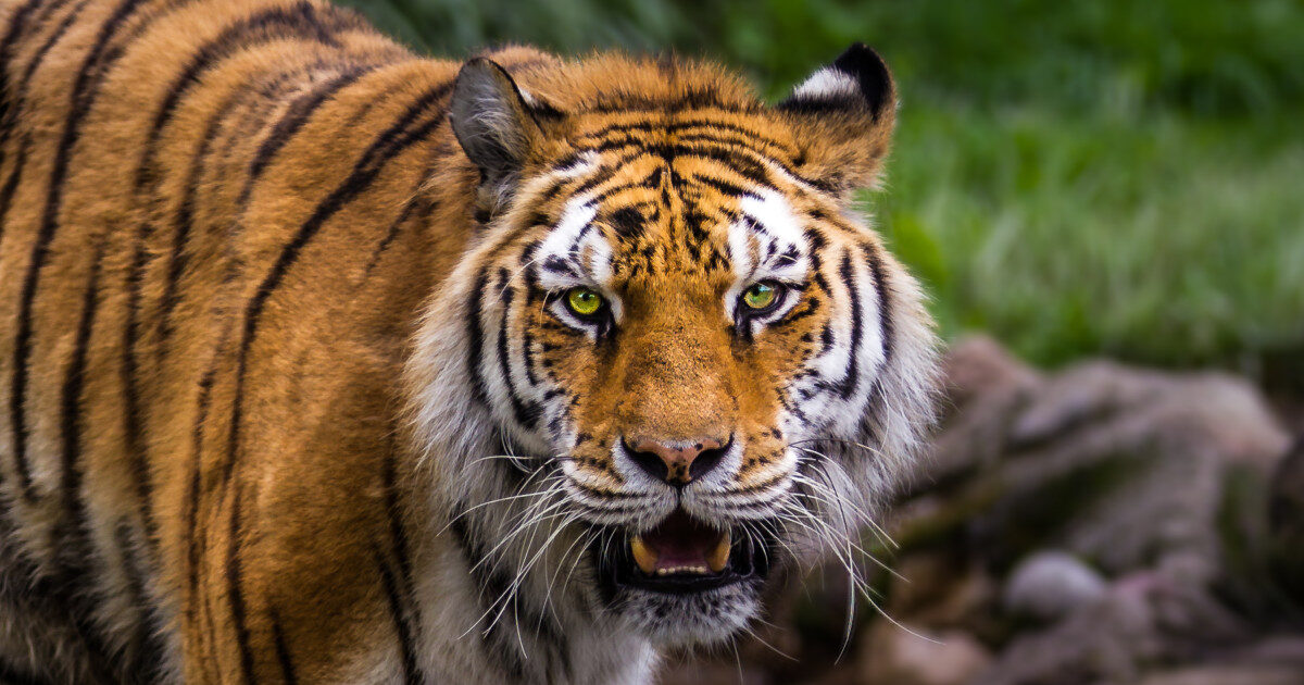 Tragedie în Marea Britanie: Bărbat sfâșiat de tigru la zoo