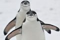 Pinguinii lui Mordor au dispărut: 63% din colonia imensă s-a prăbușit