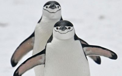 Pinguinii lui Mordor au dispărut: 63% din colonia imensă s-a prăbușit