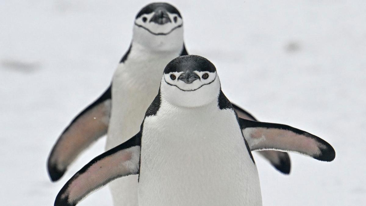 Pinguinii lui Mordor au dispărut: 63% din colonia imensă s-a prăbușit
