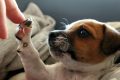 Grijă de animal: Prima vizită și vaccin în Messina, 30% mai ieftin