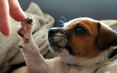 Grijă de animal: Prima vizită și vaccin în Messina, 30% mai ieftin