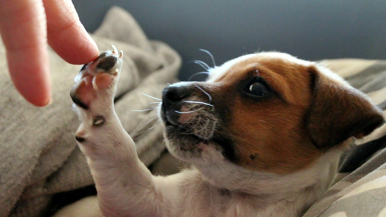 Grijă de animal: Prima vizită și vaccin în Messina, 30% mai ieftin