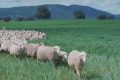 Adoptă o oaie, primești brânză lunar! Hambar aduce direct la ușă